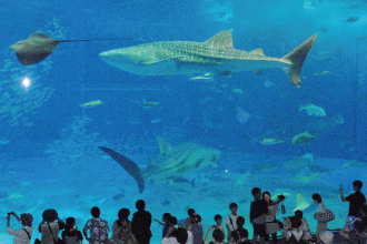 美ら海水族館